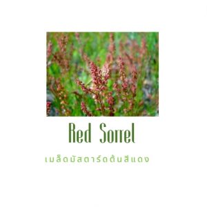 Red Sorrel